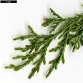 SpeciesSub: var. sperryi